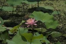 Lotus pond at Lai Chi Wo