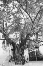 Shrine Tree, Eastern St