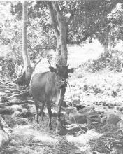cow and new calf new territories 1955
