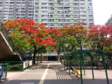 Trees in flower in Yau Oi estate in Tuen Mun
