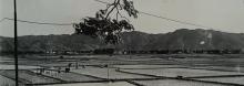 1950s Yuen Long - Rice Cultivation (2)
