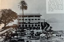 Dairy Farm’s 2-Story Cow Shed/Barn in PokFuLam in the Late Sixties