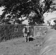 dairy farm pokfulam