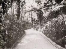 1890s Glenealy (Path) Tree Ferns