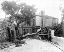Tree fell down in Arbuthnot Road (1907)