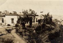 Pictures for Tung crop