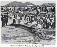 Whale found in the inner harbour 1955
