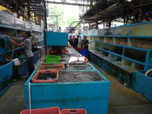 Aberdeen Wholesale Fish Market