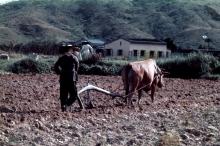 Cow ploughing the field