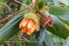 Melastoma sanguineum 毛菍 