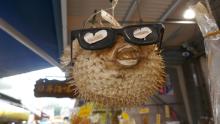 Dried Pufferfish