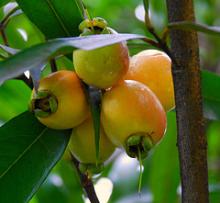 Rose Apple - Syzygium Jambos