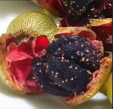 The Senduduk fruits 