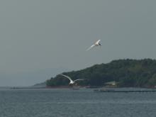 Terns, with Wardhaven at the blurry background
