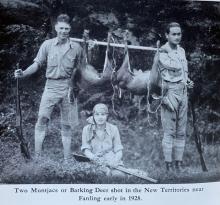 1928 - barking deer at Fanling