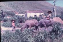 XD 19, Cow Boys, New Territories
