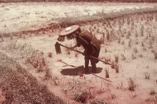 XD 9, Woman Working In The Fields