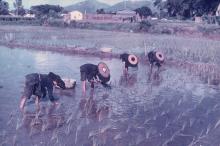 XD 5, Planting Of Young Paddies
