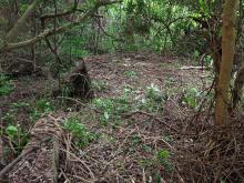 West gun platform - heavy overgrowth