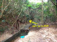 AOP path