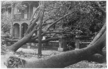 Uprooted trees - 1923