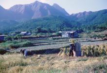 1968 12 HK NT (2) - Rice harvest