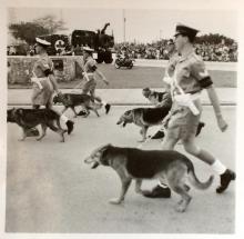 Queens Birthday Parade 1957.-Police Dogs.—-R.A.F.?