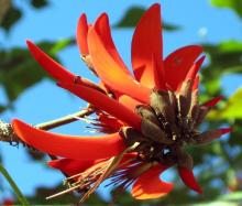 erythrina caffra flower bundle.jpg
