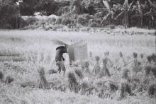 Threshing rice, Pui O, Lantau, 1970s