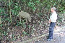Wild boar near Aberdeen reservoir