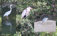 Birds at Kai Tak river