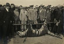 Tiger in New Territories 1915.jpg