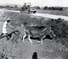 Ploughing1952.jpg